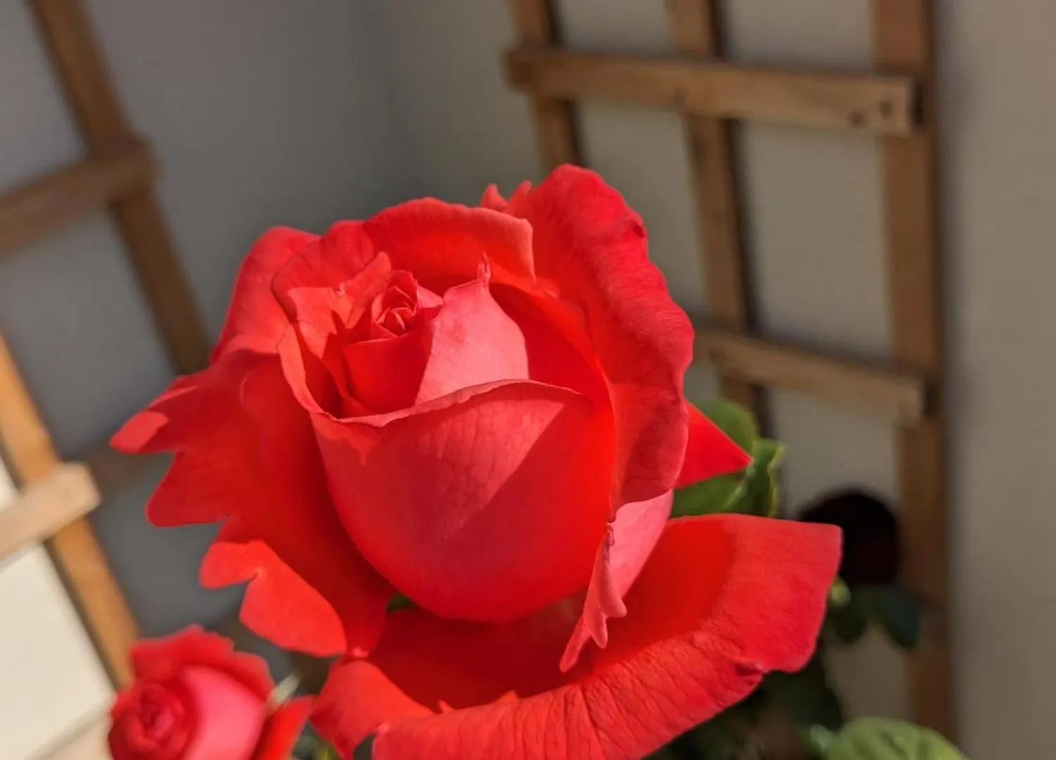 Rosegarth Bed And Breakfast Marton  United Kingdom